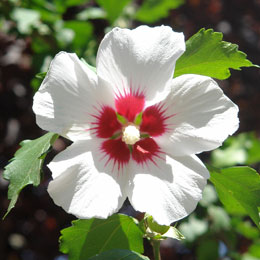 Hibiscus Blanc à Coeur rouge